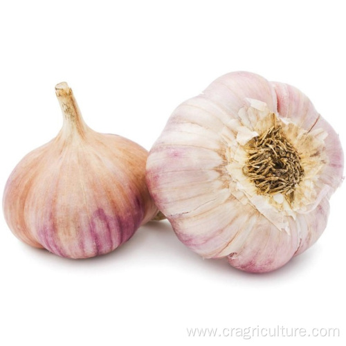 High Quality Gourmet Garlic Bulbs Price